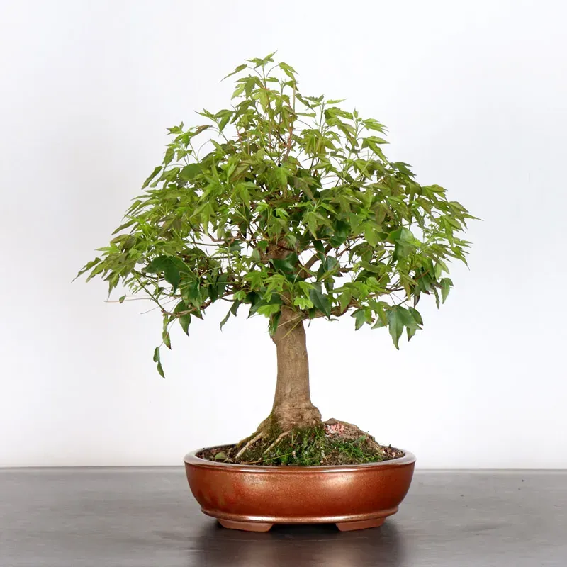 image supplémentaire - Érable "ACER BUERGERIANUM" 1-9