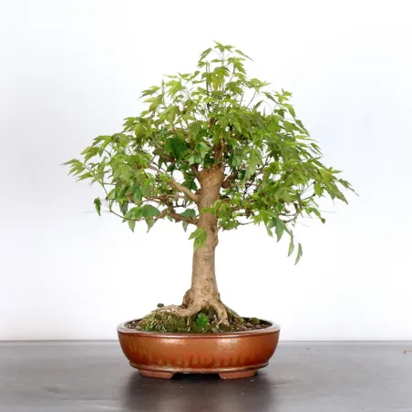 Maple "ACER BUERGERIANUM" 1-9