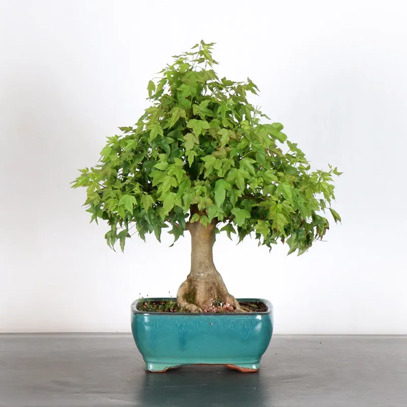 Bonsai Erable Burger AB-1-12