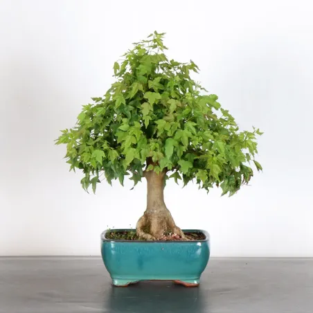 Bonsai Maple Burger AB-1-12