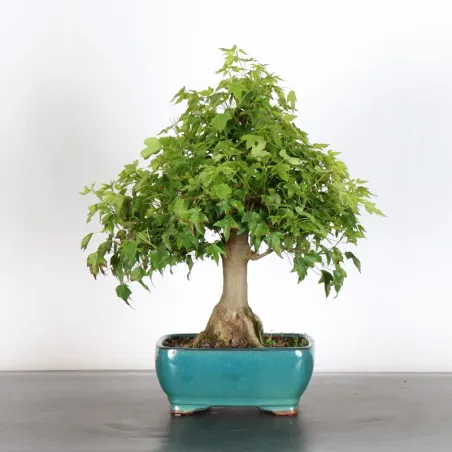 image supplémentaire - Maple "ACER BUERGERIANUM" 1-12