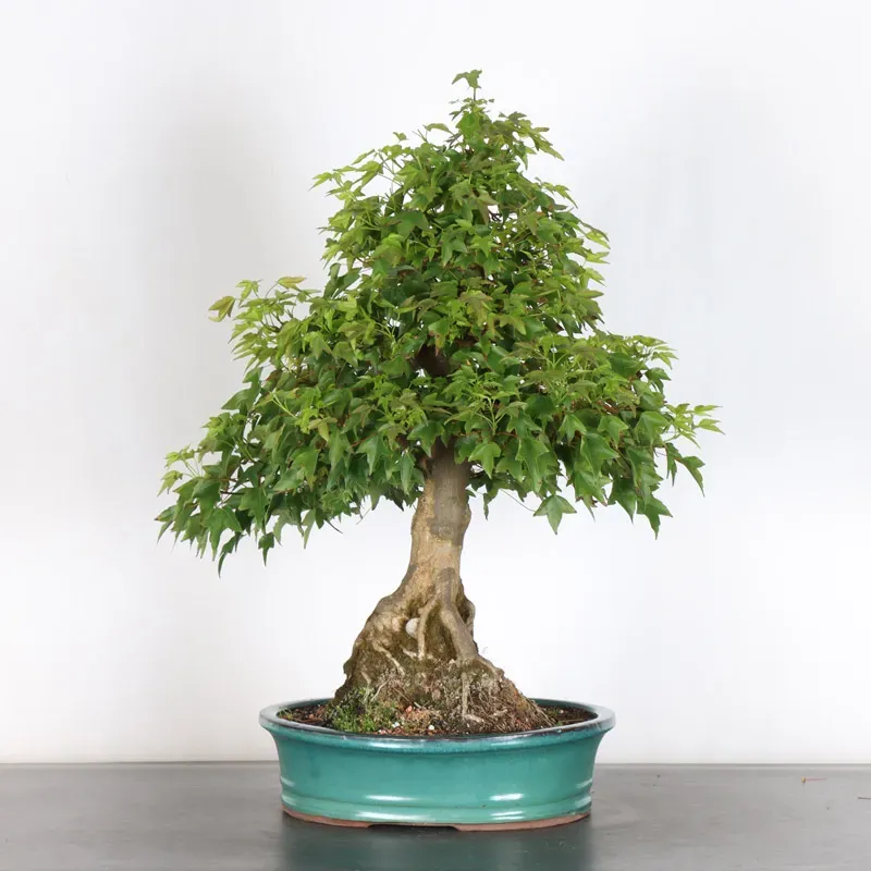 Érable "ACER BUERGÉRIANUM" 3-19