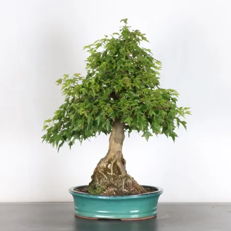 Maple "ACER BUERGÉRIANUM" 3-19