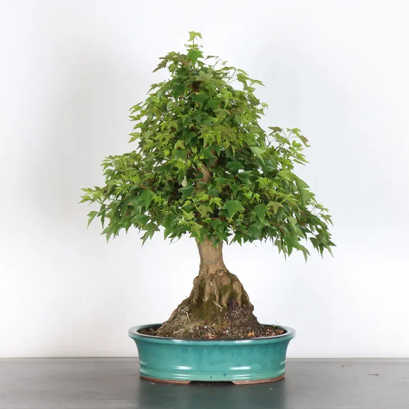 image supplémentaire - Érable "ACER BUERGÉRIANUM"...