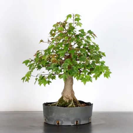 Maple "ACER BUERGERIANUM" 1-17