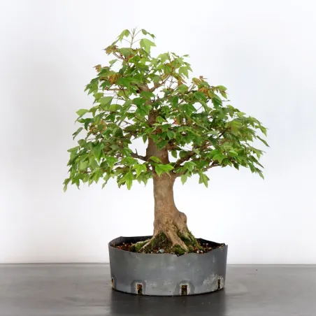 image supplémentaire - Érable "ACER BUERGERIANUM"...