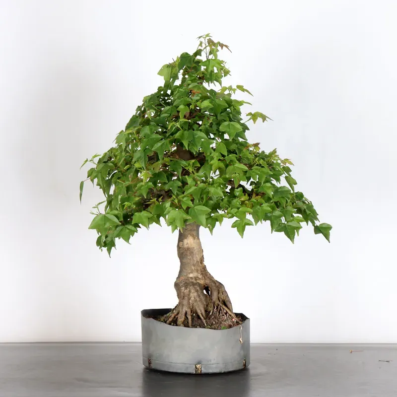 Bonsai Maple Burger AB-4-9