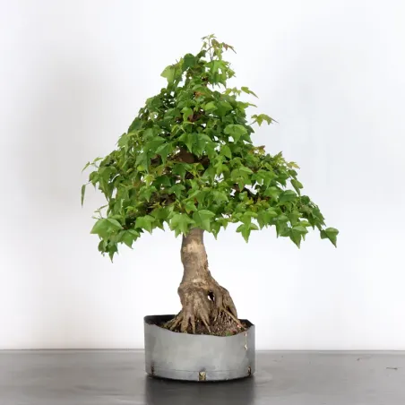 Bonsai Maple Burger AB-4-9
