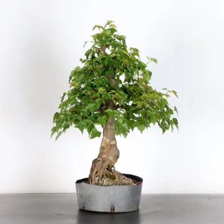 image supplémentaire - maple "acer buergerianum" 4-9