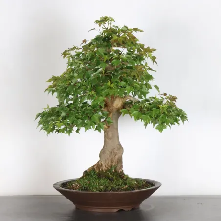 image supplémentaire - Érable "ACER BUERGERIANUM" 2-8