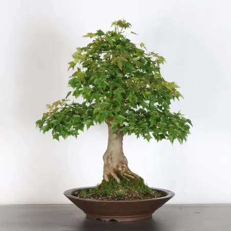 Bonsai Erable Burger AB-2-8