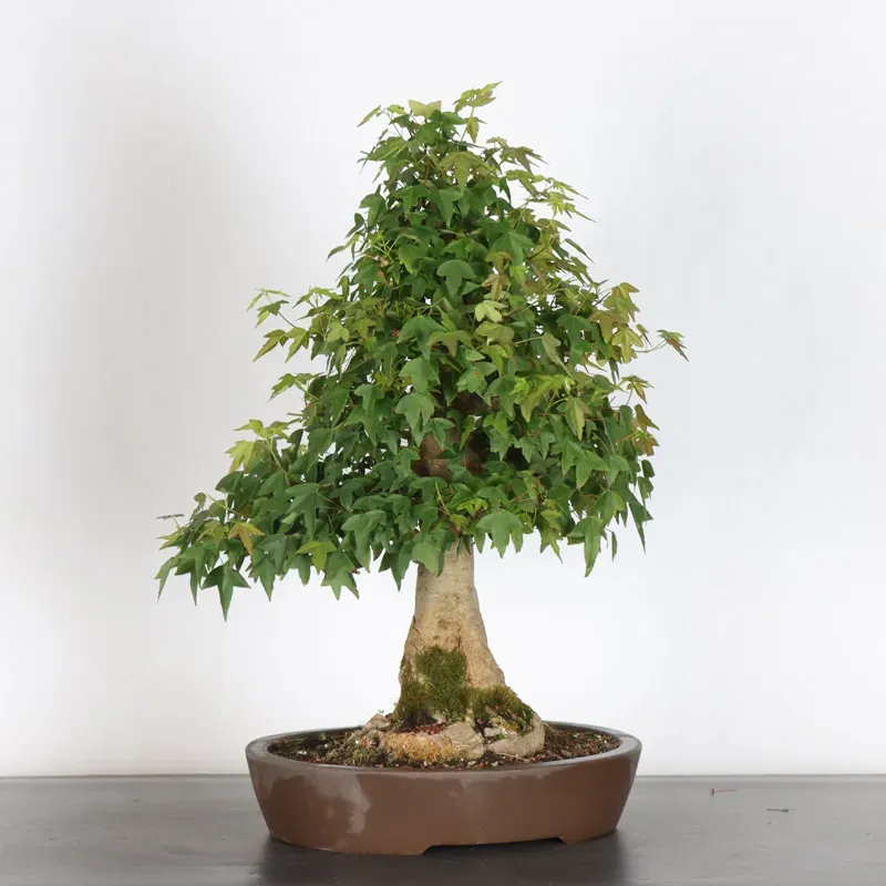 image supplémentaire - Érable "ACER BUERGÉRIANUM"...