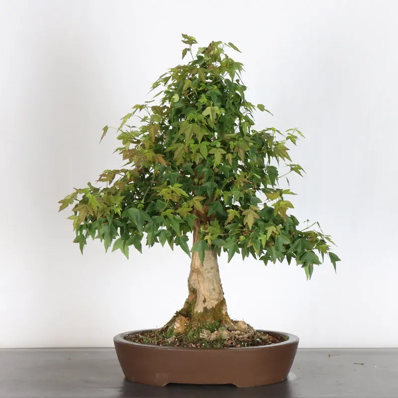 Bonsai Erable Burger AB-3-18