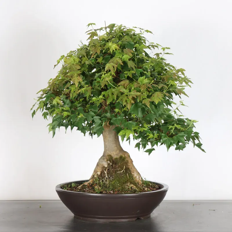 image supplémentaire - Érable "ACER BUERGÉRIANUM" 5-1