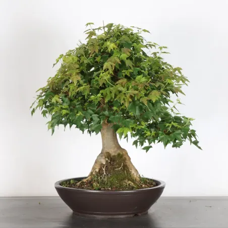 image supplémentaire - Maple "acer buergerianum" 5-1