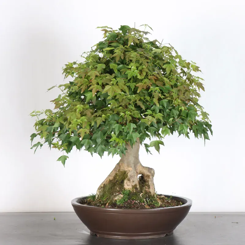 Bonsai Erable Burger AB-5-1
