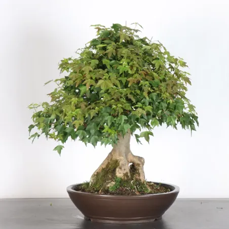 Bonsai Erable Burger AB-5-1