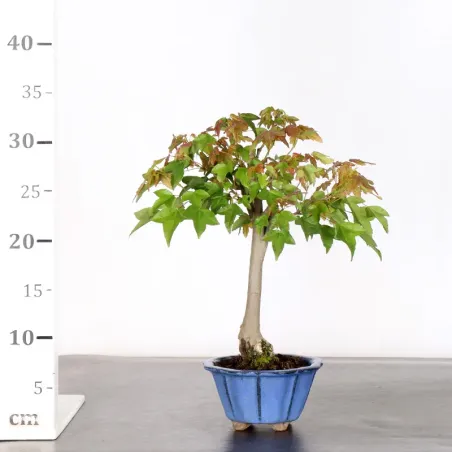 image supplémentaire - Maple "ACER BUERGERIANUM" 1-14
