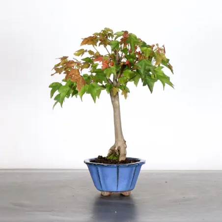 Bonsai Maple Burger AB-1-14