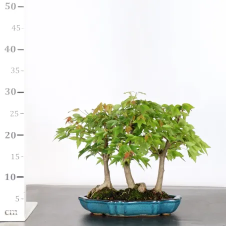 image supplémentaire - Érable "ACER BUERGERIANUM"...