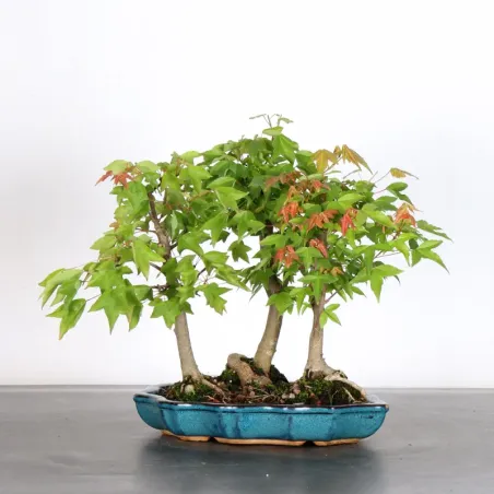 Érable "ACER BUERGERIANUM" 1-23