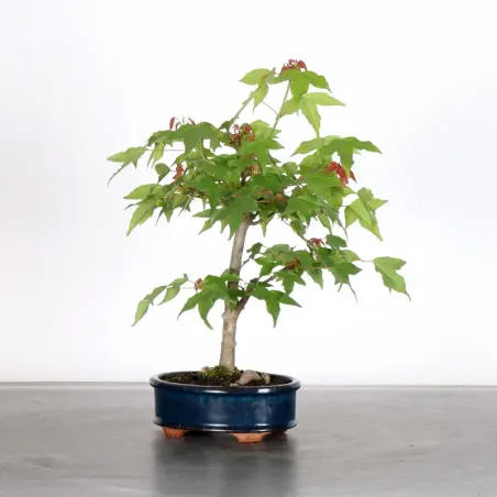 Bonsai Erable Burger AB-1-8