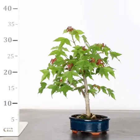 image supplémentaire - Érable "ACER BUERGERIANUM" 1-8