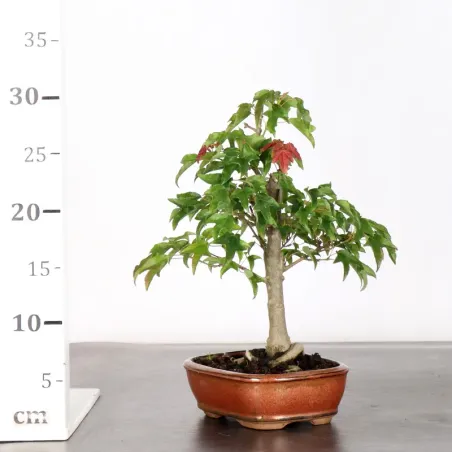 image supplémentaire - érable "acer buergérianum"...