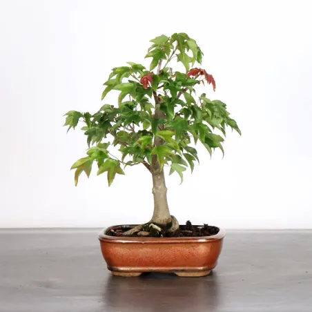 maple "acer buergerianum" 3-15