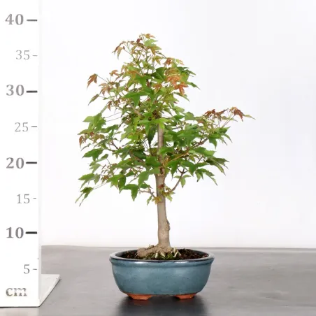 image supplémentaire - Érable "ACER BUERGÉRIANUM" 4-1