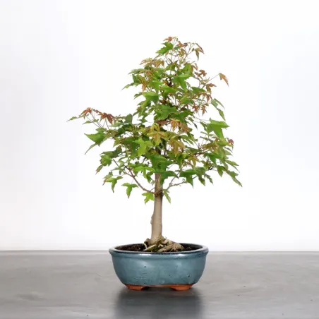Bonsai Erable Burger AB-4-1