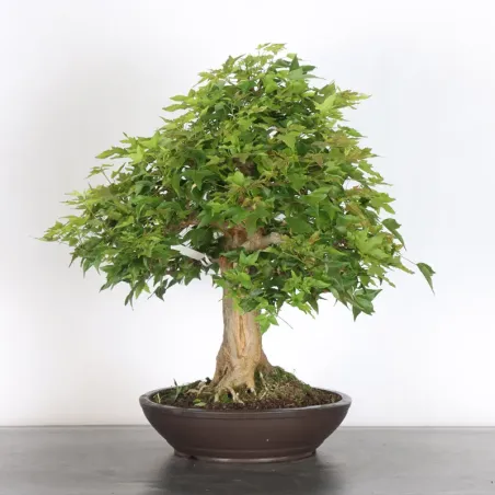Bonsai Erable Burger AB-5-5