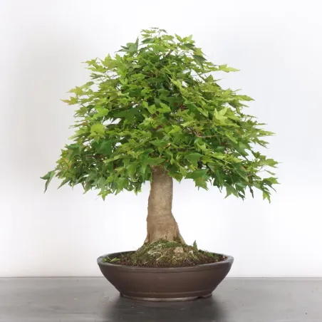image supplémentaire - Érable "ACER BUERGÉRIANUM" 5-5