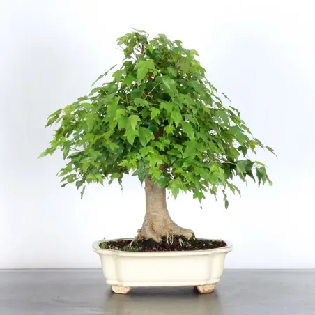 image supplémentaire - ACER BUERGERIANUM 3-7