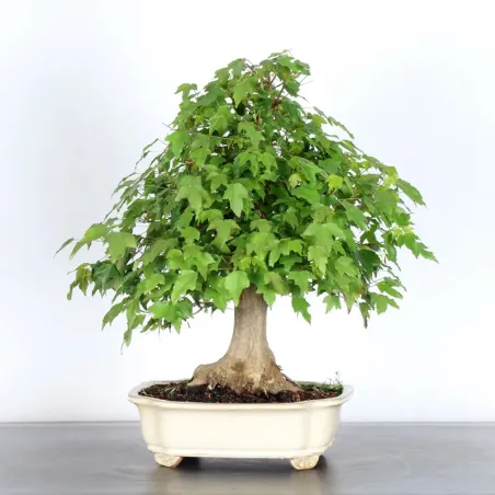 Bonsai Maple Burger AB-3-7