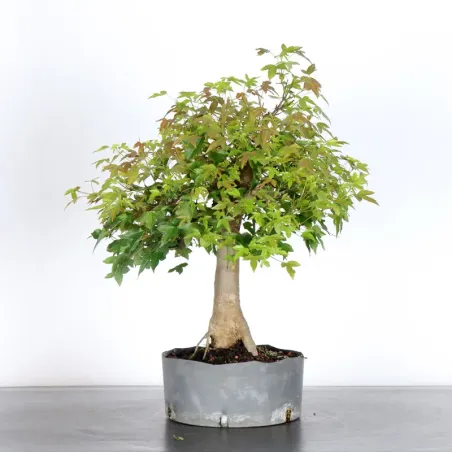 Maple "acer buergerianum" 3-25