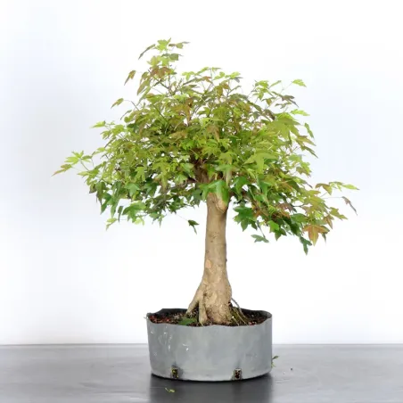 image supplémentaire - Maple "acer buergerianum" 3-25
