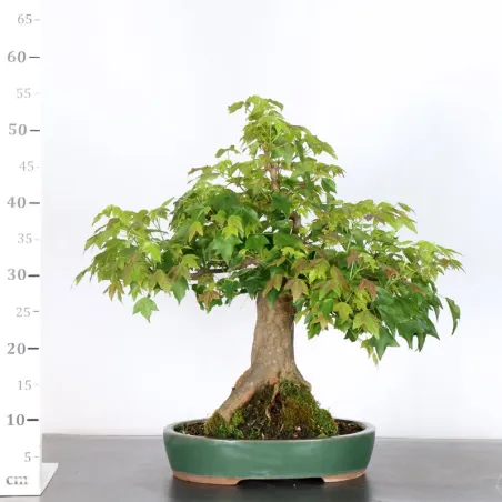 image supplémentaire - ACER BUERGERIANUM 2-3