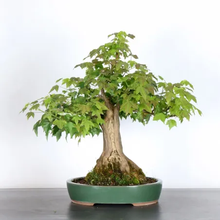 Bonsai Erable Burger AB-2-3