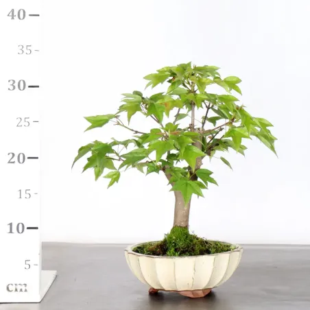 image supplémentaire - Maple "ACER BUERGÉRIANUM" 1-1