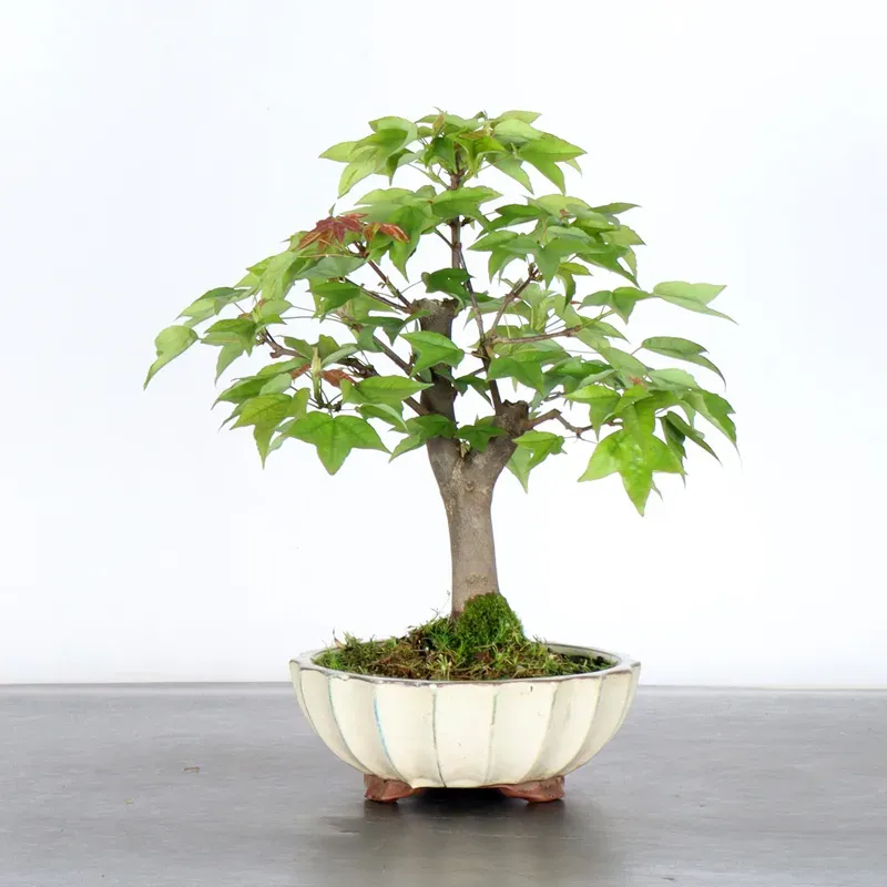 Bonsai Erable Burger AB-1-1