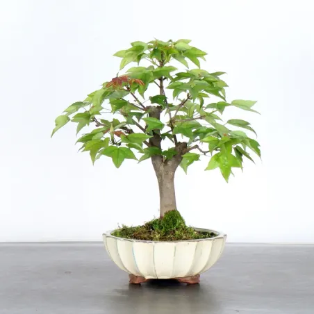 Bonsai Erable Burger AB-1-1
