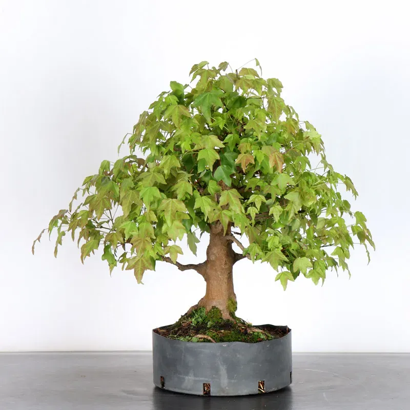 image supplémentaire - érable "acer buergérianum"...