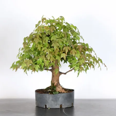 Bonsai Maple Burger AB-3-17