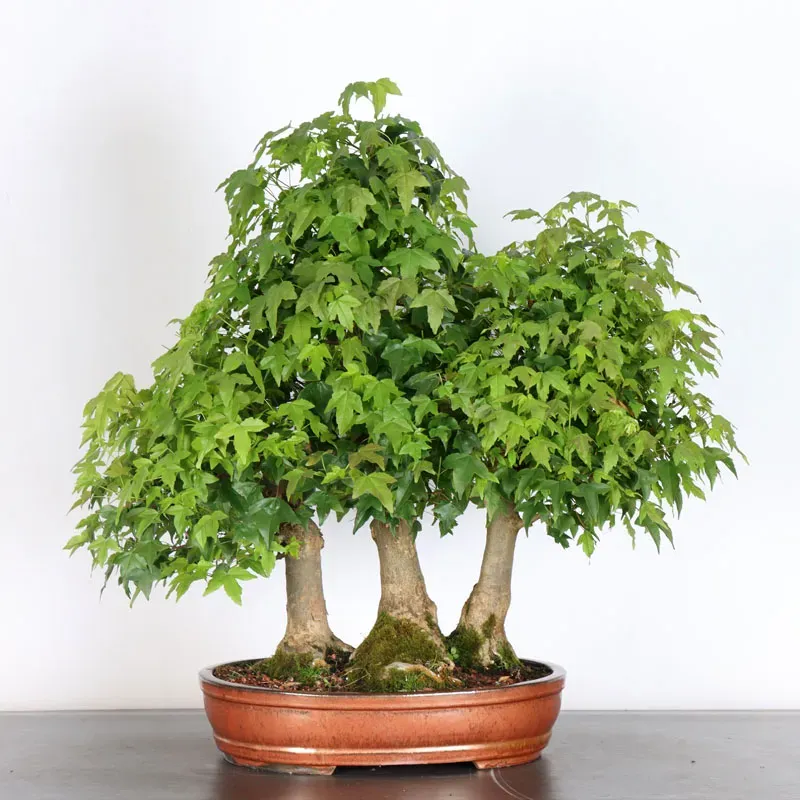 Forêt Érable "ACER BUERGÉRIANUM" 3-23