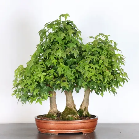 Forêt Érable "ACER BUERGÉRIANUM" 3-23