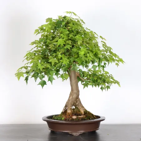 image supplémentaire - Érable "ACER BUERGÉRIANUM" 5-4