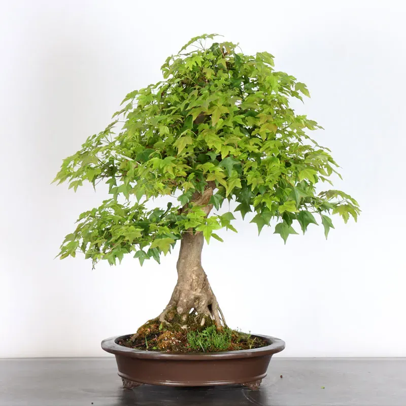 Bonsai Erable Burger AB-5-4