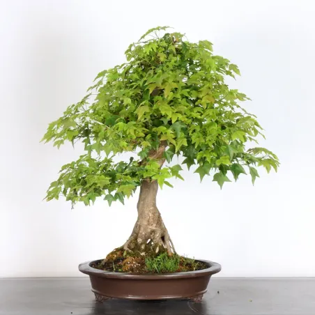 Acer buergerianum 5-4