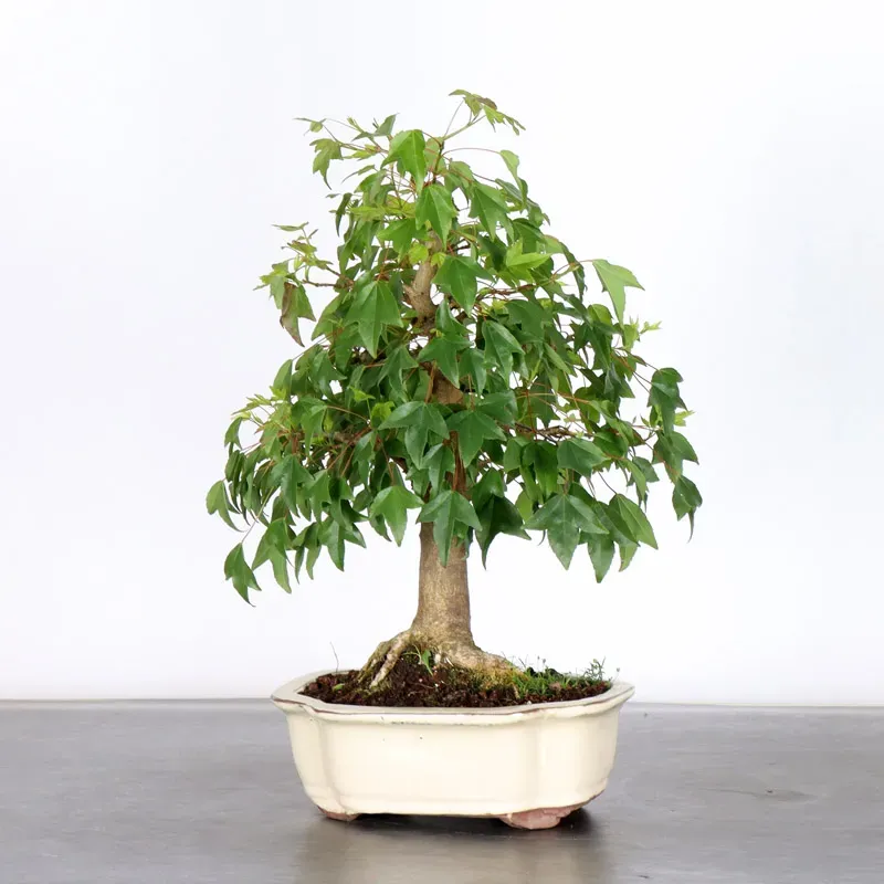 image supplémentaire - Érable "ACER BUERGERIANUM" 1-4